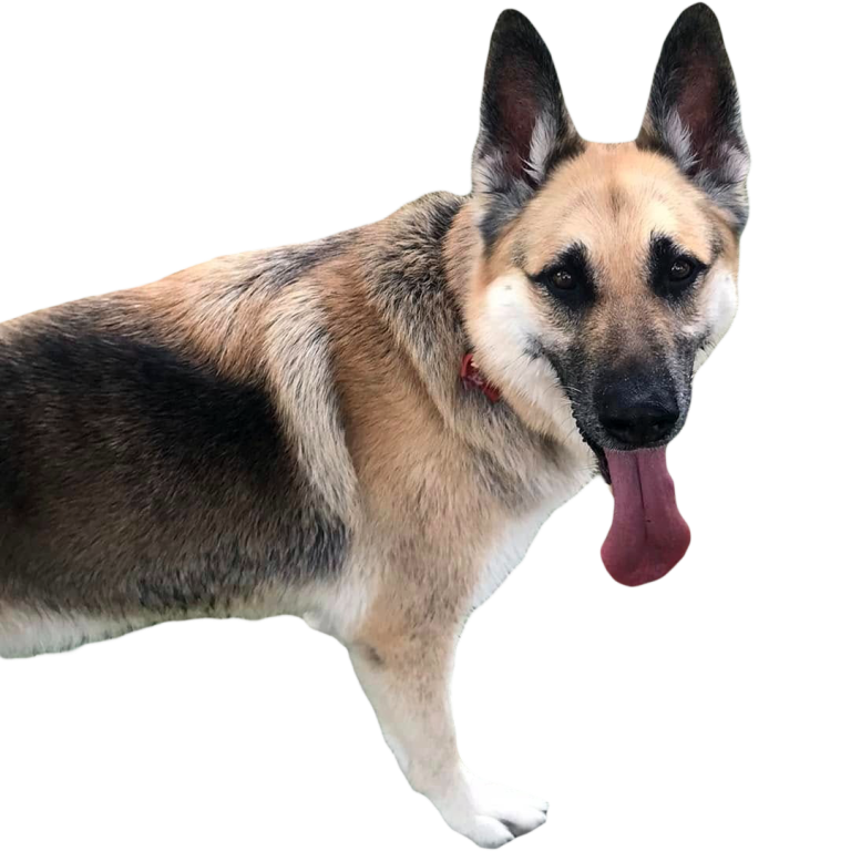 dog2