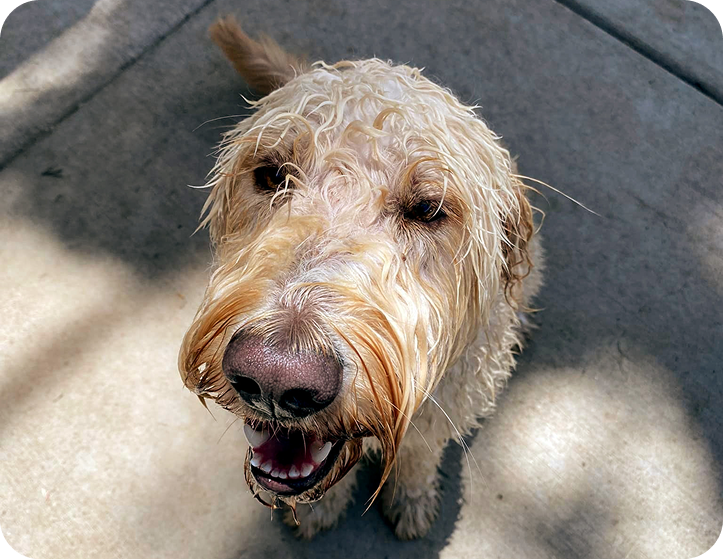 airport dog kennel colorado springs