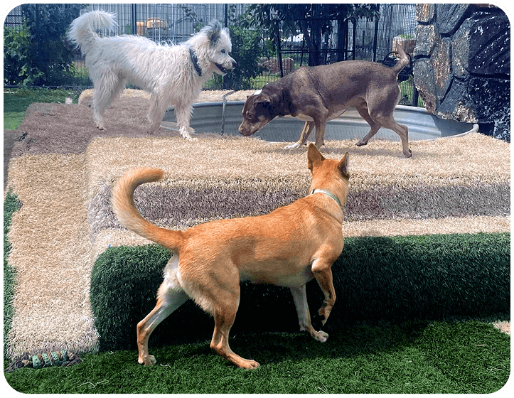 dog kennel with outdoor play area colorado springs