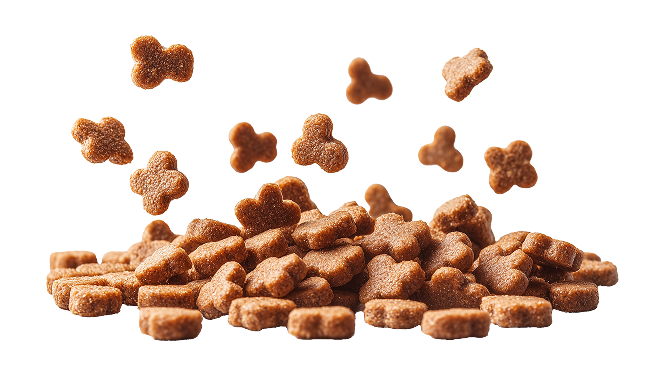 dog daycare colorado springs