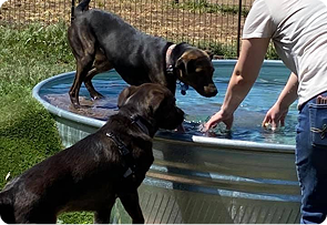 dog boarding no temperament test colorado springs