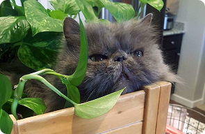 cat boarding colorado springs