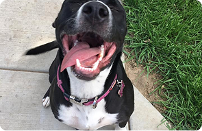 all-breed dog kennel fort carson