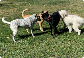 airport dog kennel colorado springs