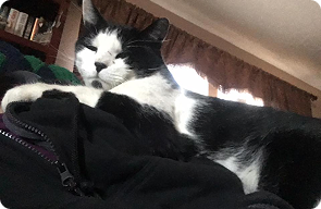 cat boarding near fountain