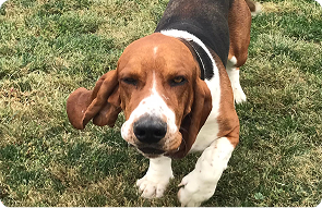 best dog boarding security-widefield