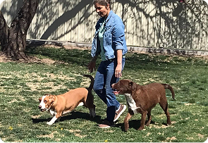 dog boarding on i-25 colorado springs