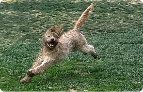 dog boarding colorado springs