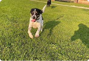dog boarding for non-social dogs in colorado springs