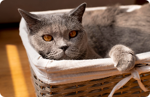boarding a cat near colorado springs