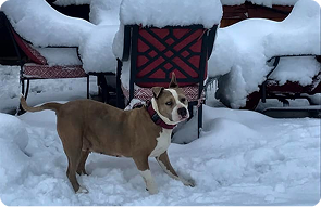 dog boarding with daily exercise colorado springs