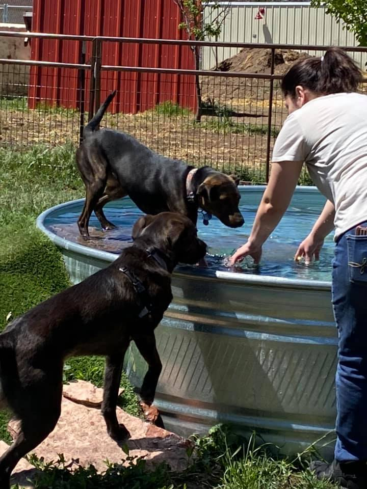 family-owned dog boarding colorado springs airport