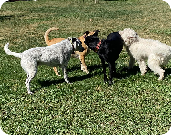 family-owned dog kennel cos