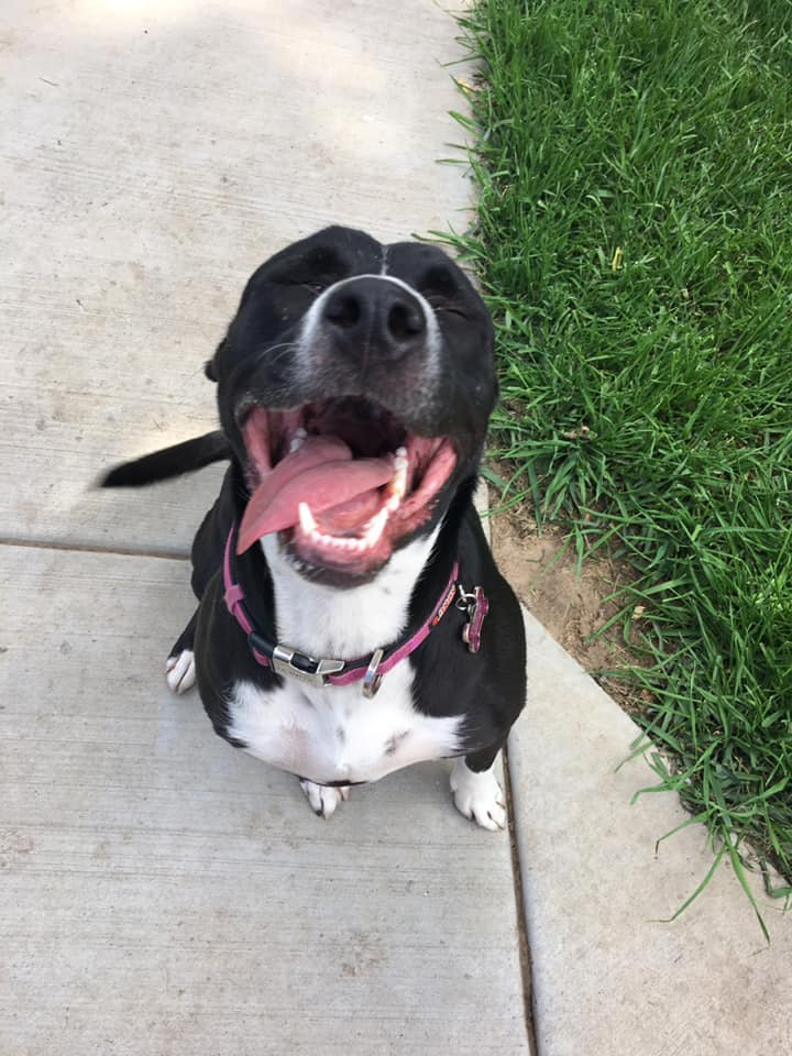 large dog boarding no breed restriction colorado springs