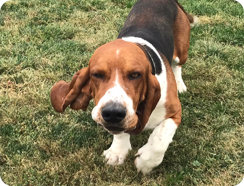 long-term dog boarding colorado springs