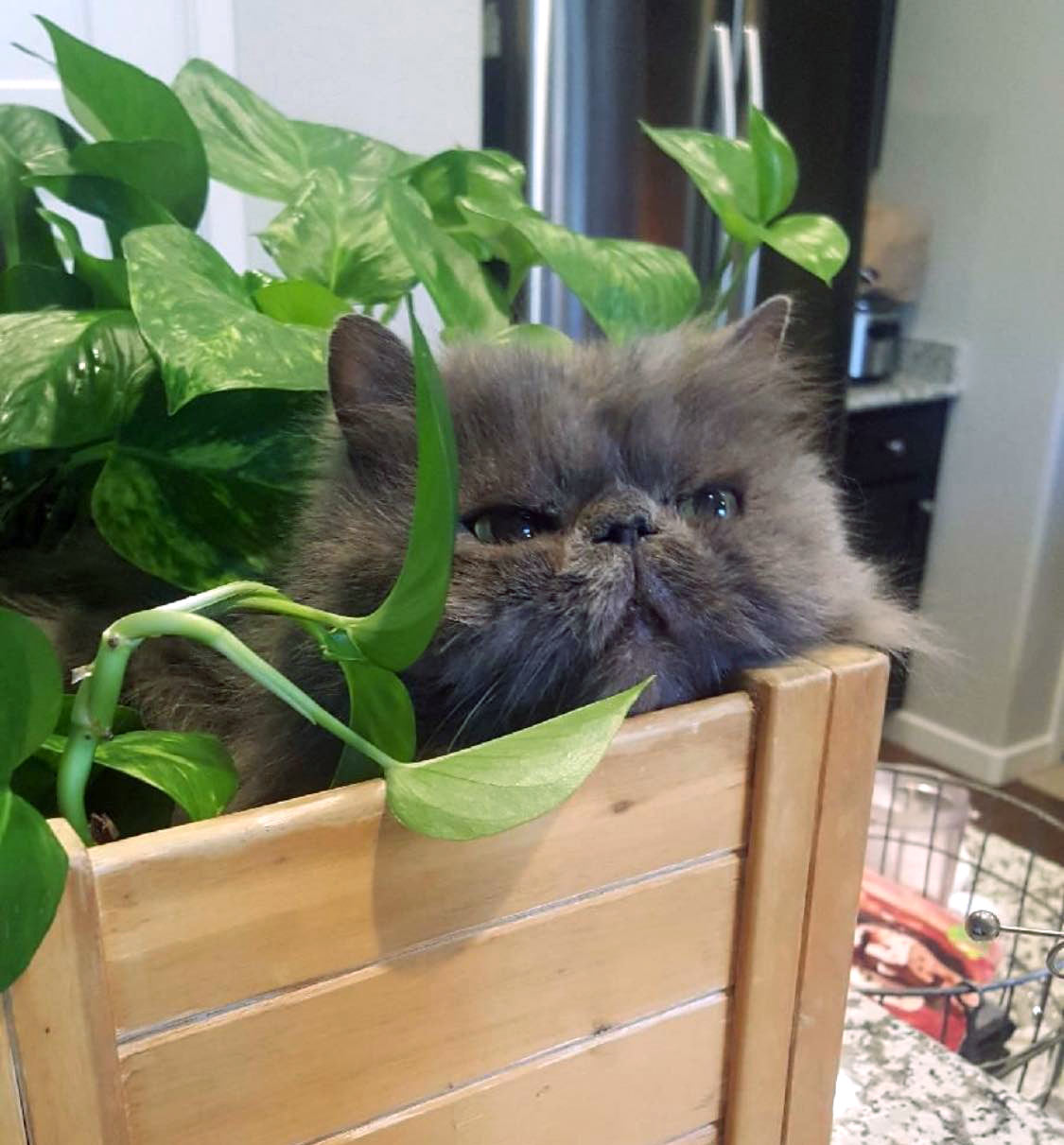 family-owned cat boarding colorado springs airport