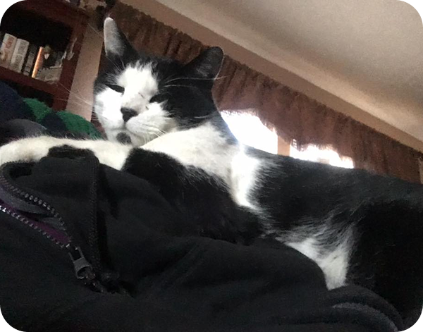 long-term cat boarding colorado springs