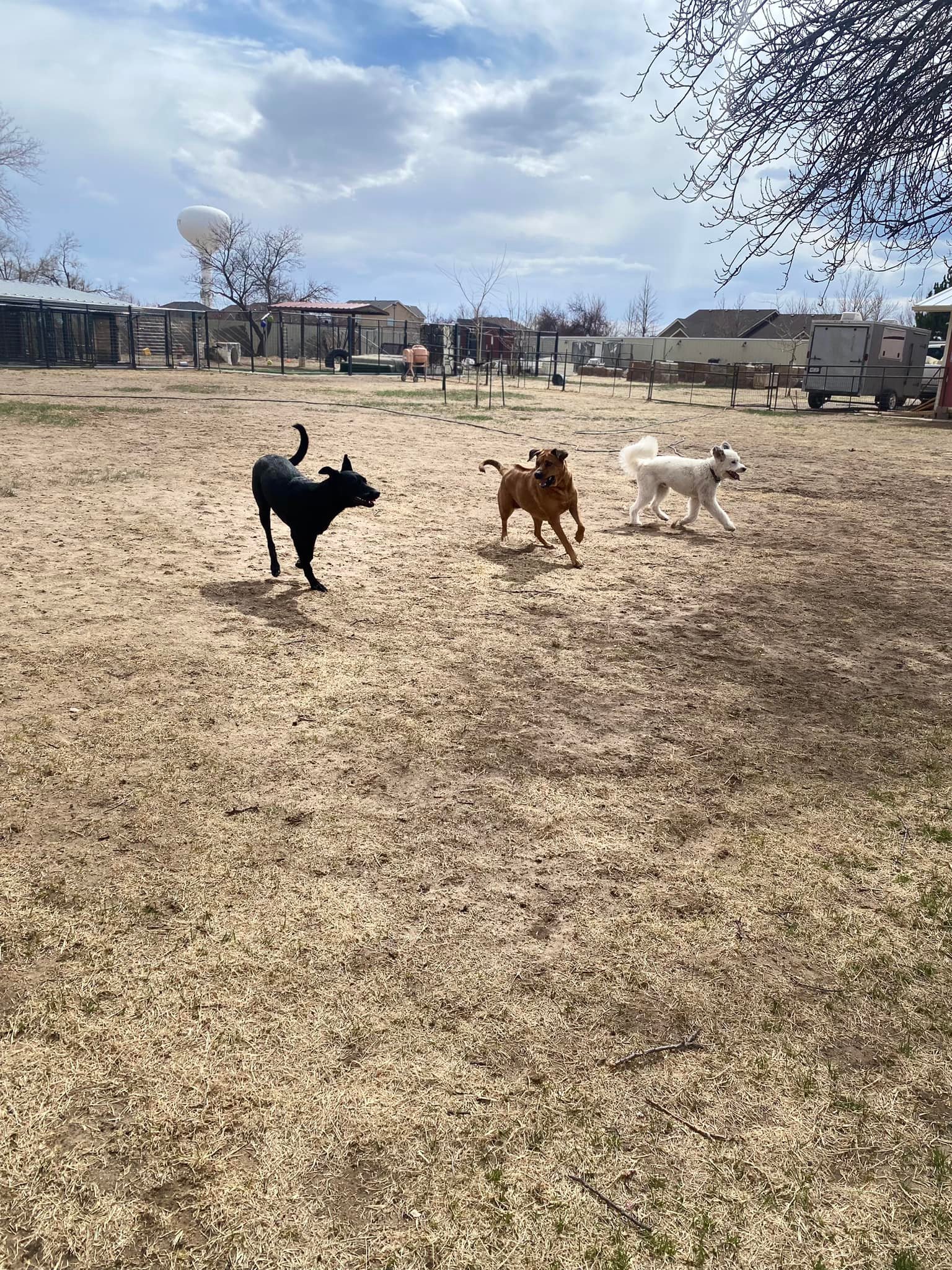 airport dog kennel colorado springs