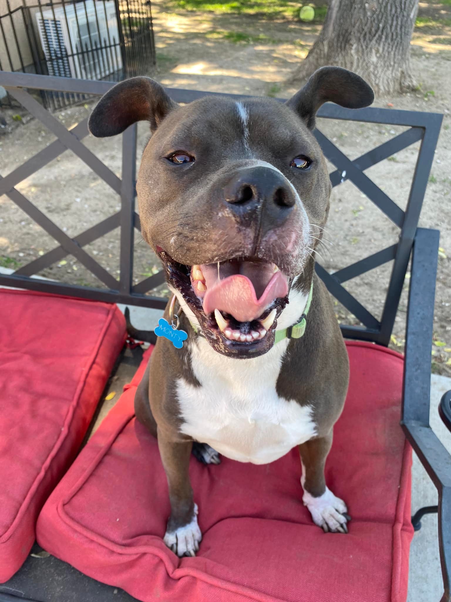 best dog boarding security-widefield