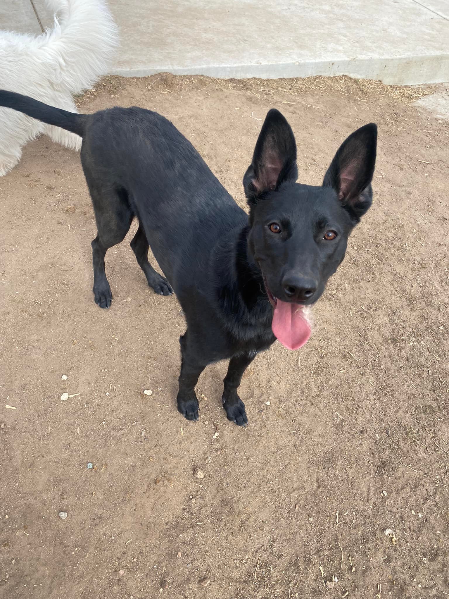 all-breed dog kennel fort carson