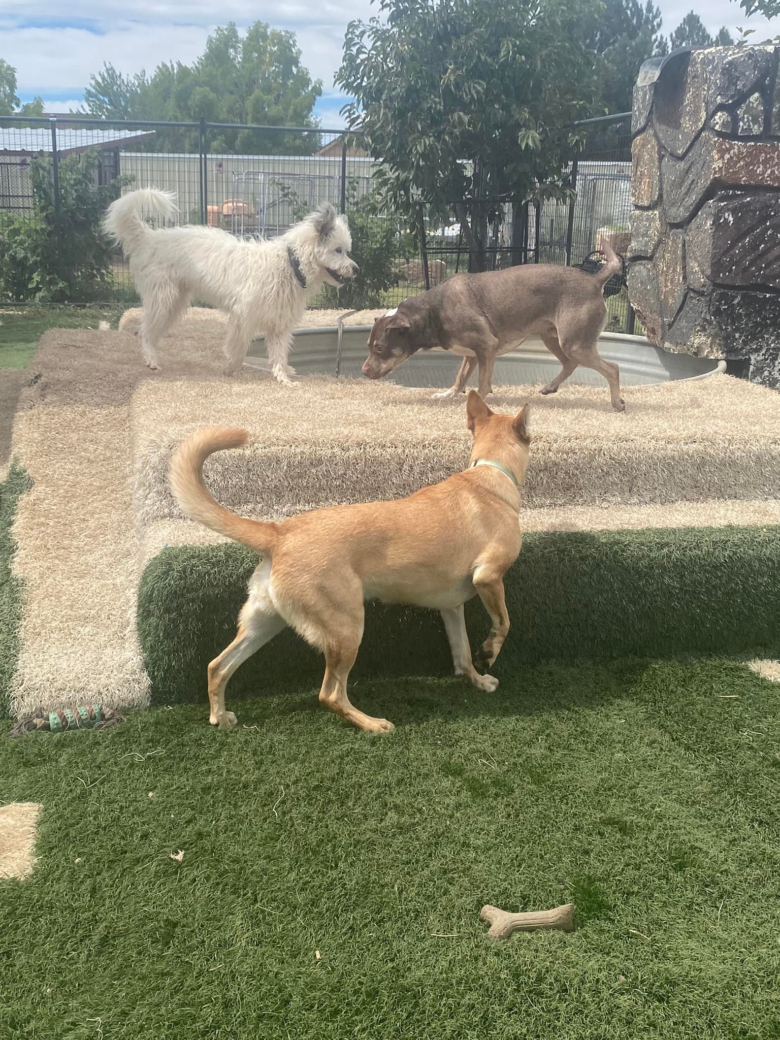 best dog boarding security-widefield