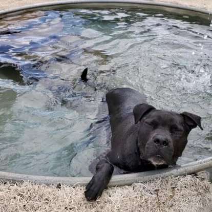 dog relaxing in doogy pool in safe dog boarding for all dogs colorado springs