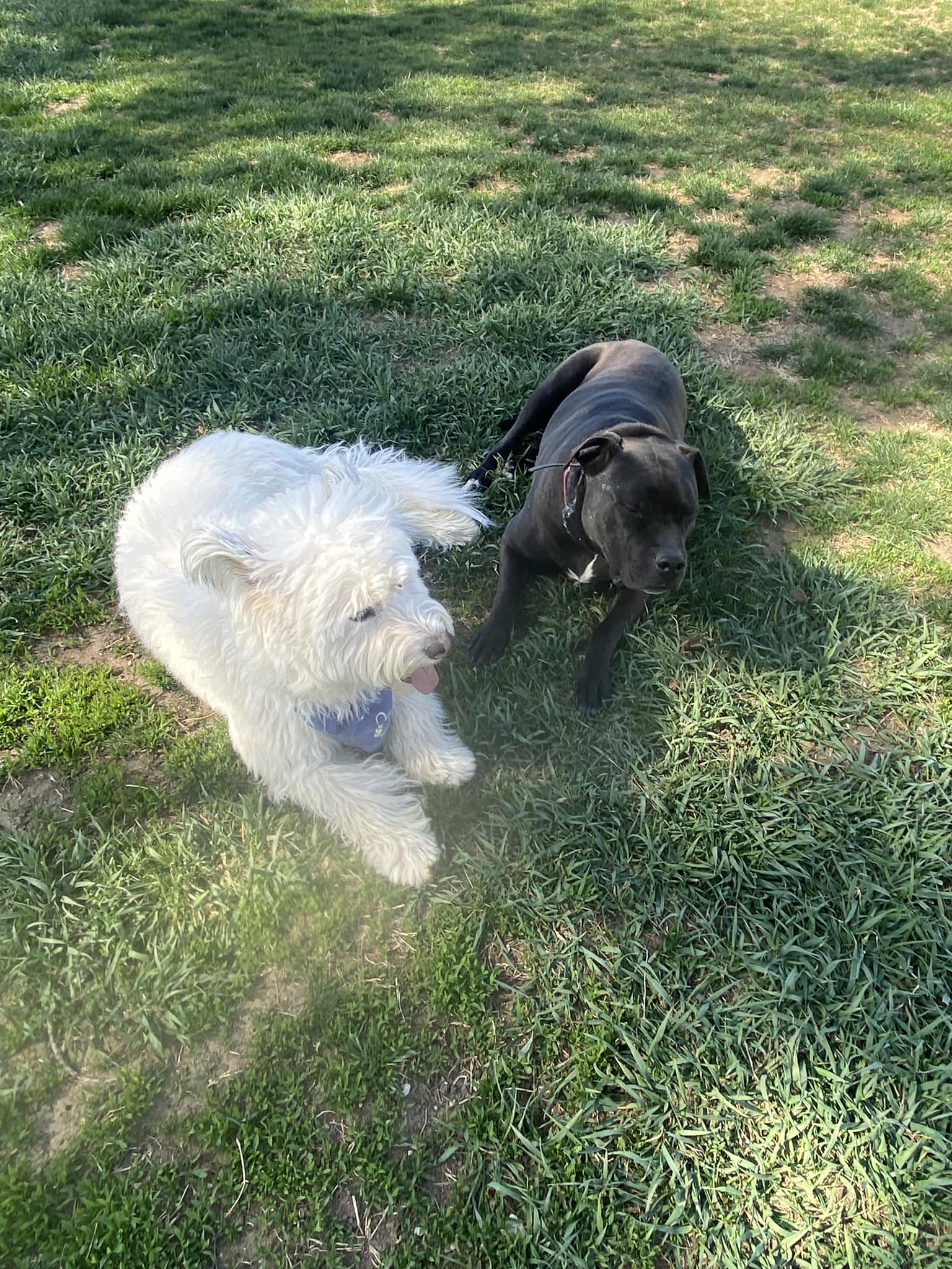 best dog boarding in colorado springs