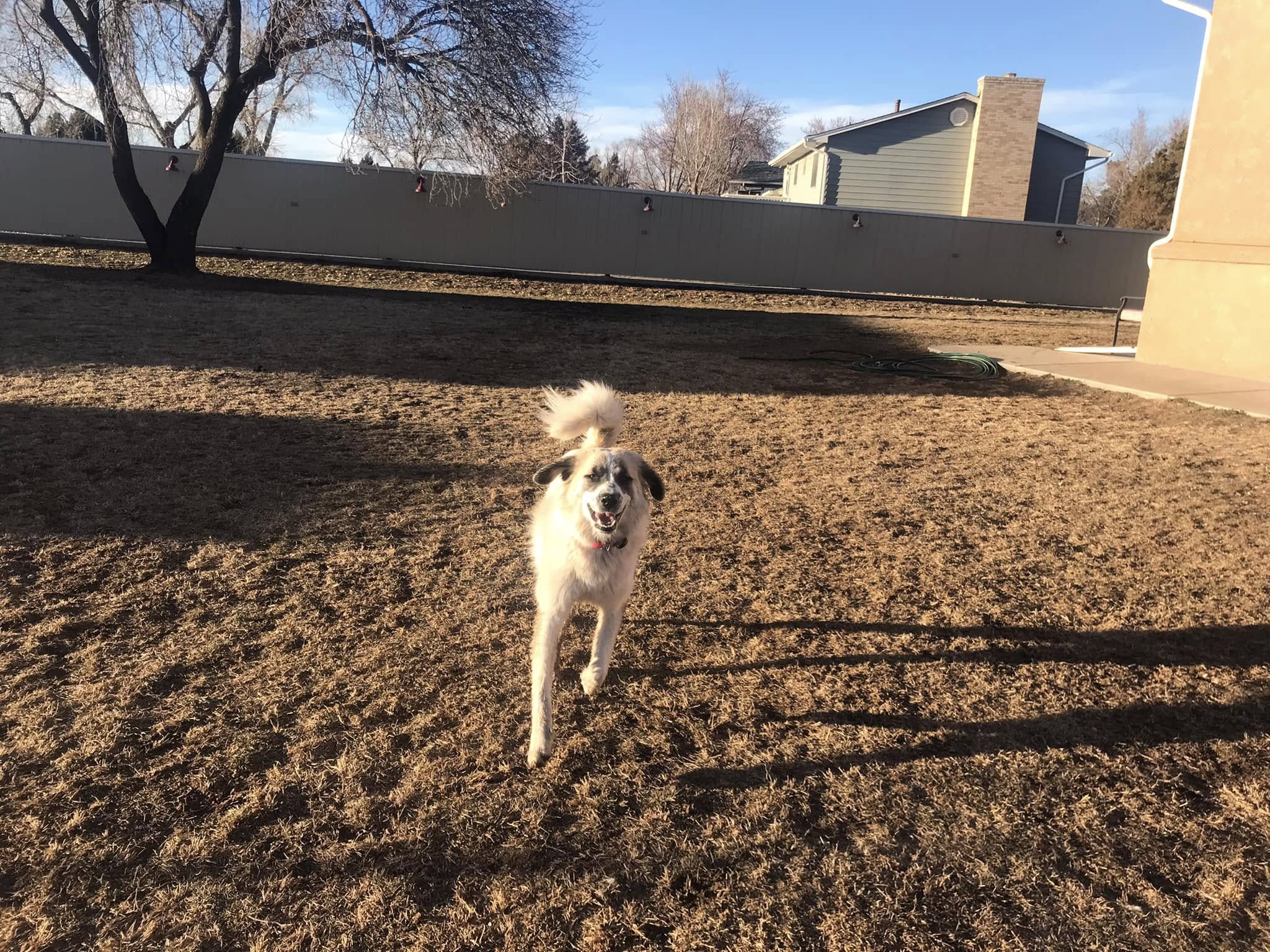all-breed dog kennel colorado springs