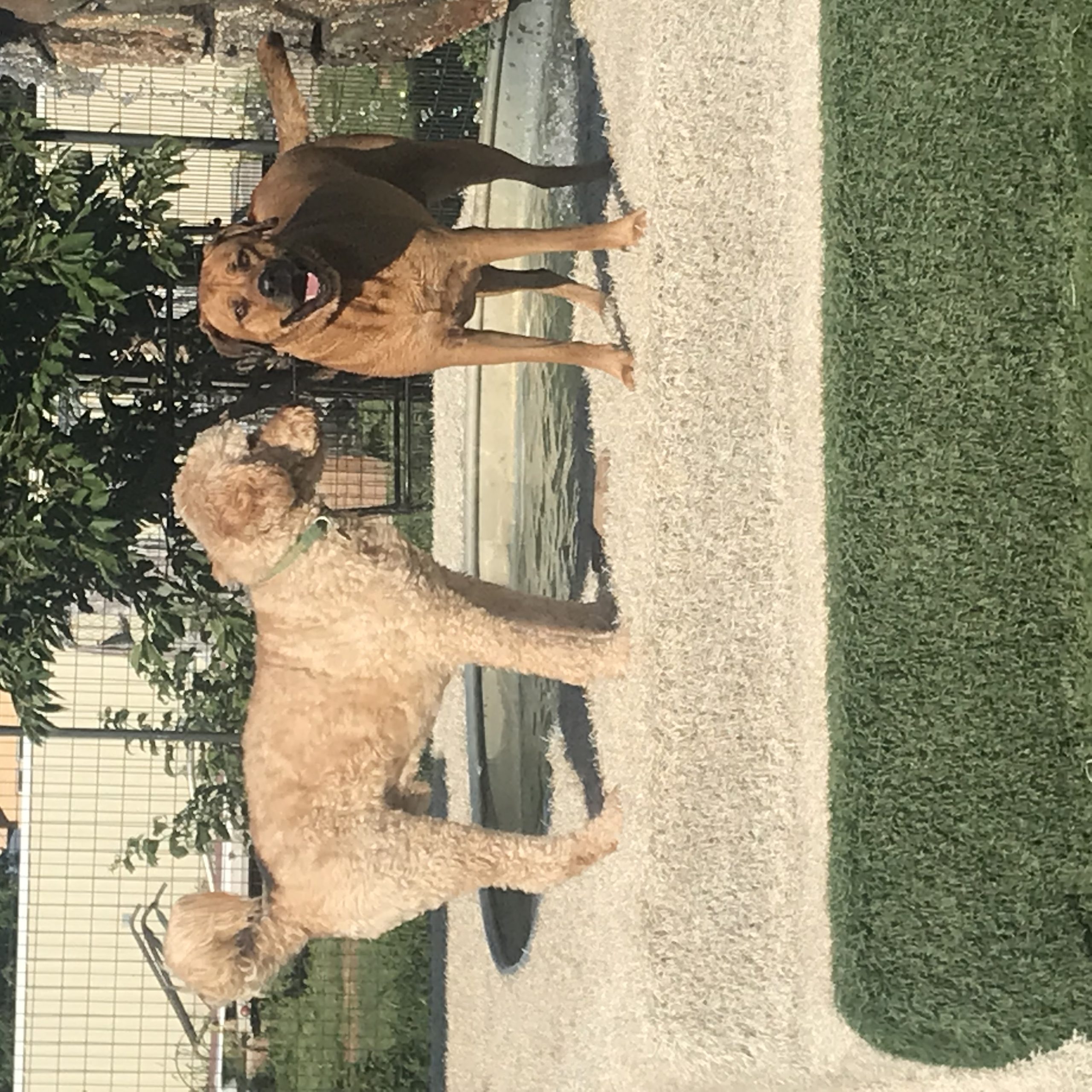 show dog enjoying outdoor play area in pet boarding