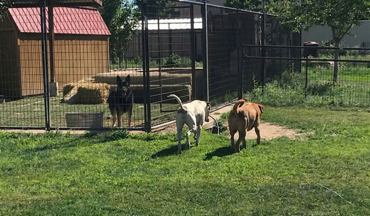 Outdoor kennel runs with separated play areas for dogs at 4 Paws Country Kennels Colorado Springs