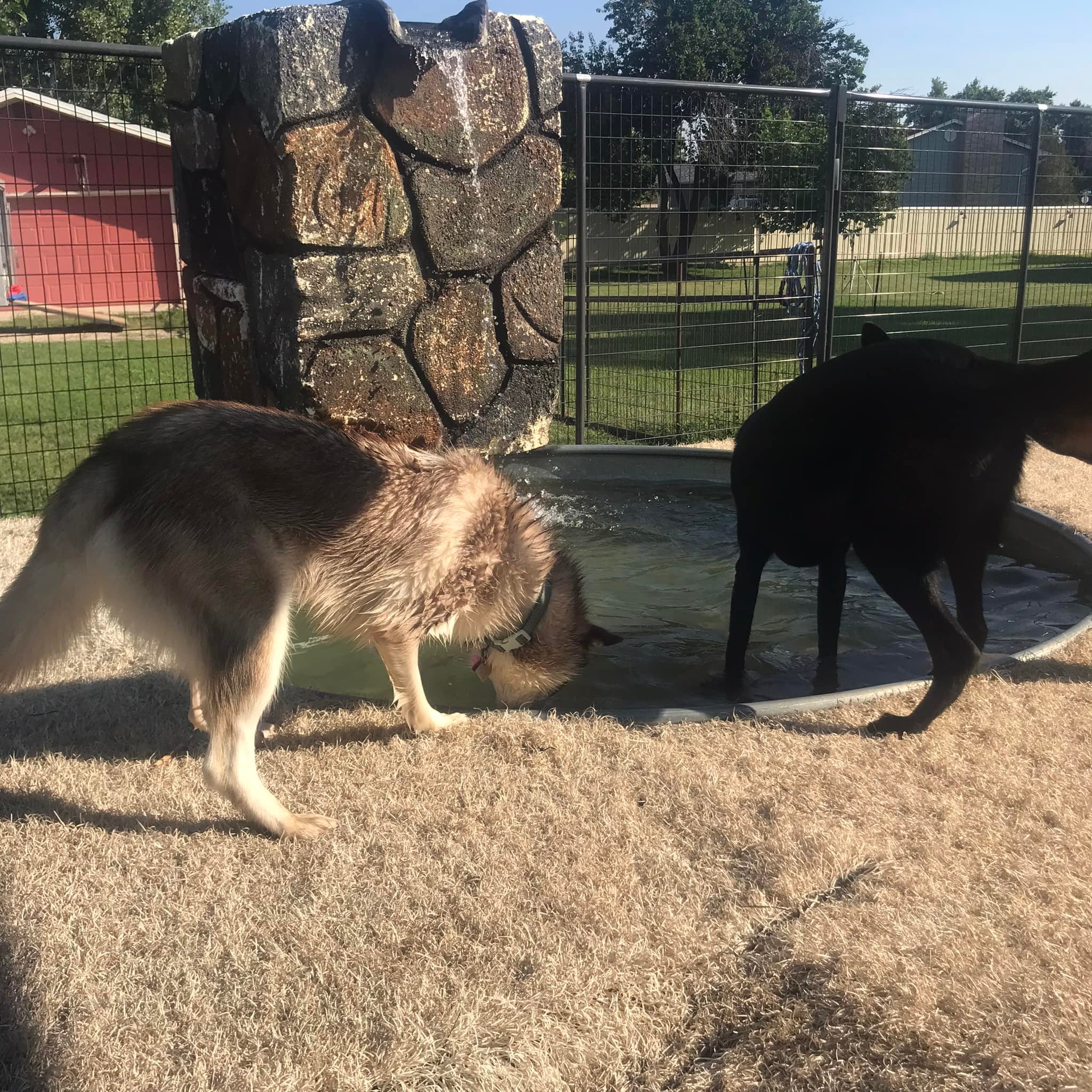 Dogs playing in water feature at 4 Paws Country Kennels outdoor boarding facility Colorado Springs