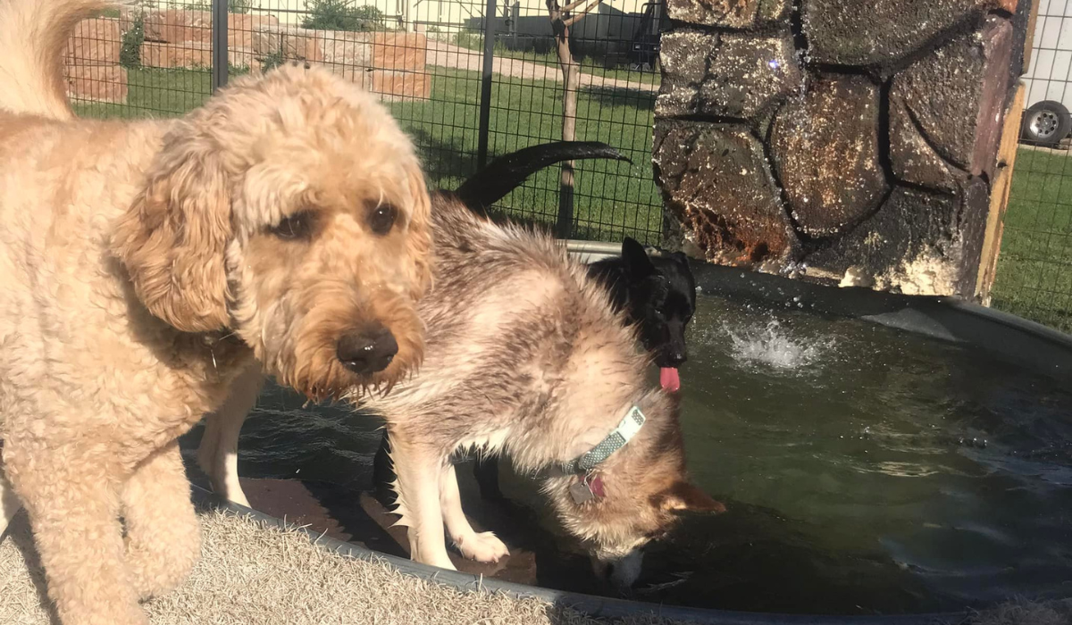 Dogs using the doggy splash zone to stay cool during summer boarding at 4 Paws Country Kennels Colorado Springs