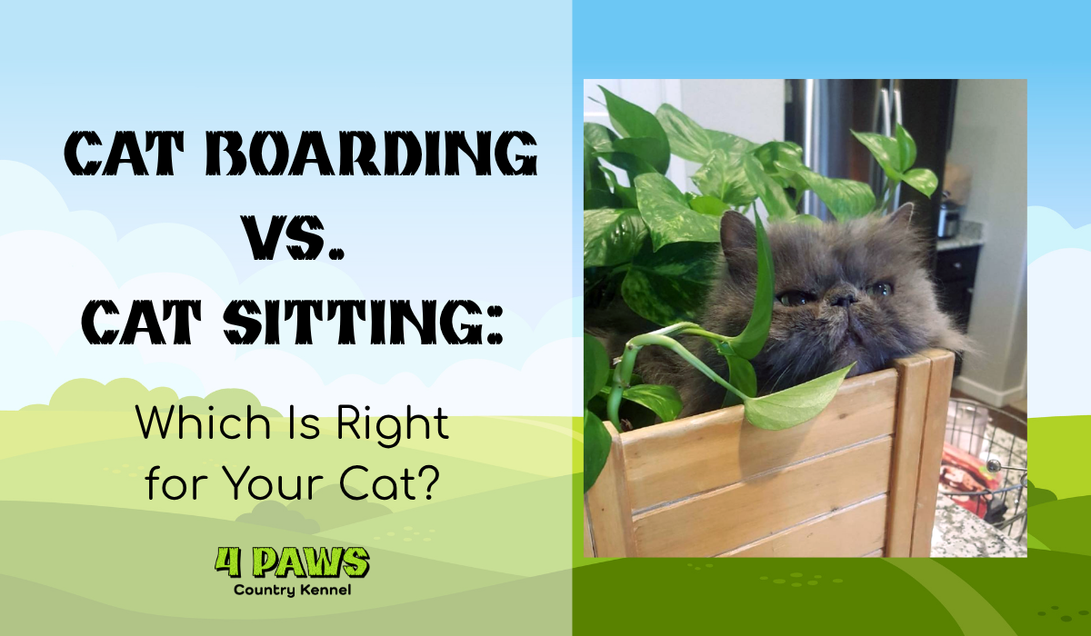 Gray Persian cat sitting in a wooden planter box, featured image for Cat Boarding vs Cat Sitting blog at 4 Paws Country Kennels Colorado Springs