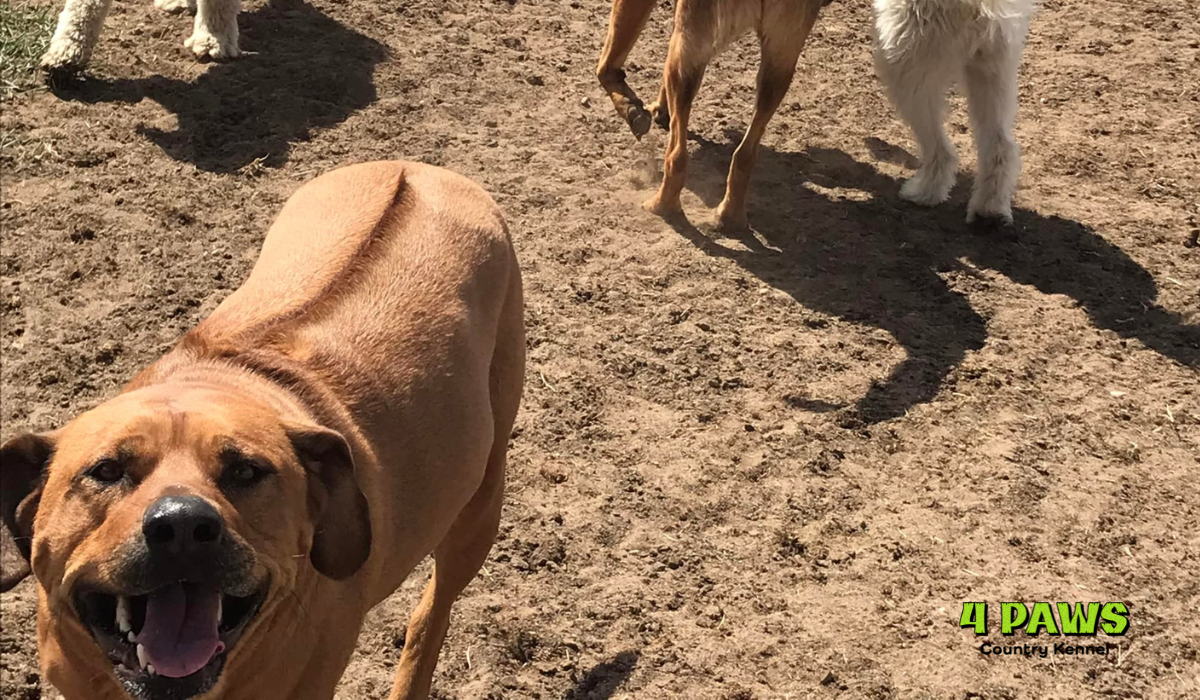Dog boarding near Fountain CO at 4 Paws Country Kennels outdoor play yard in south Colorado Springs