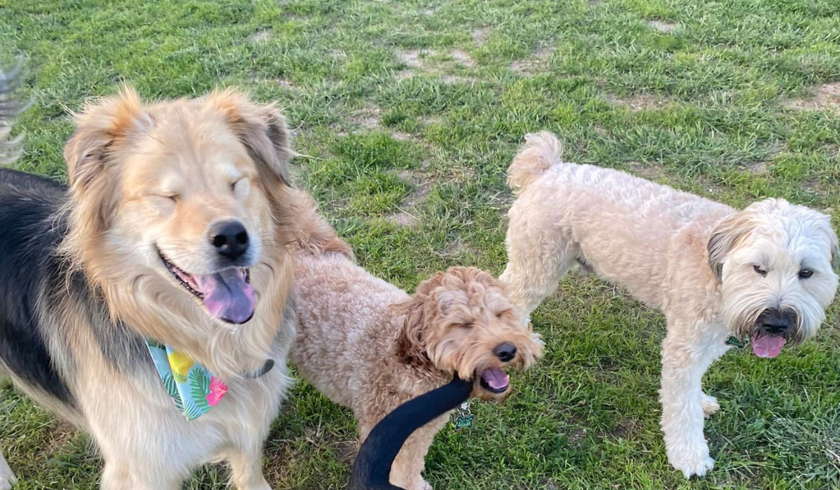 Dogs enjoying group play at 4 Paws Country Kennels dog daycare Colorado Springs