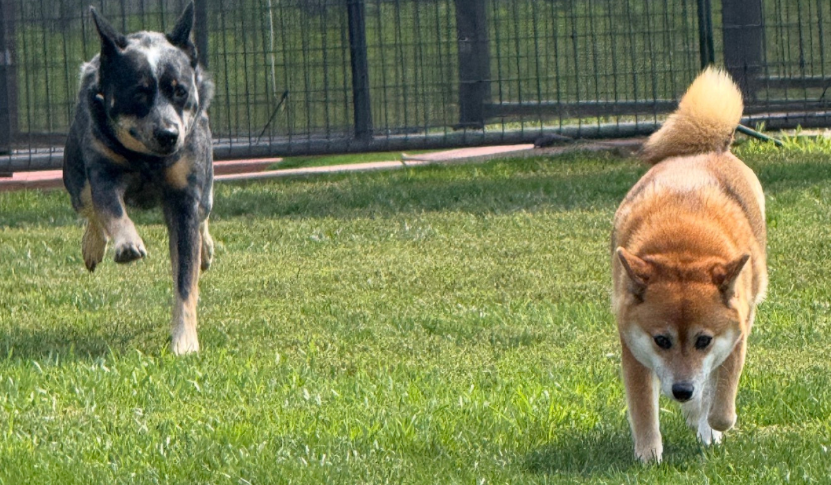 Dogs playing in secure outdoor boarding yard at 4 Paws Country Kennels Colorado Springs