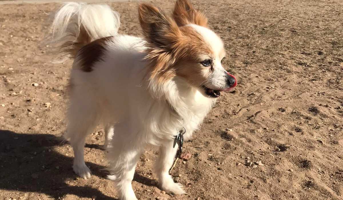 Papillon dog playing outside at 4 Paws Country Kennels dog boarding facility Colorado Springs